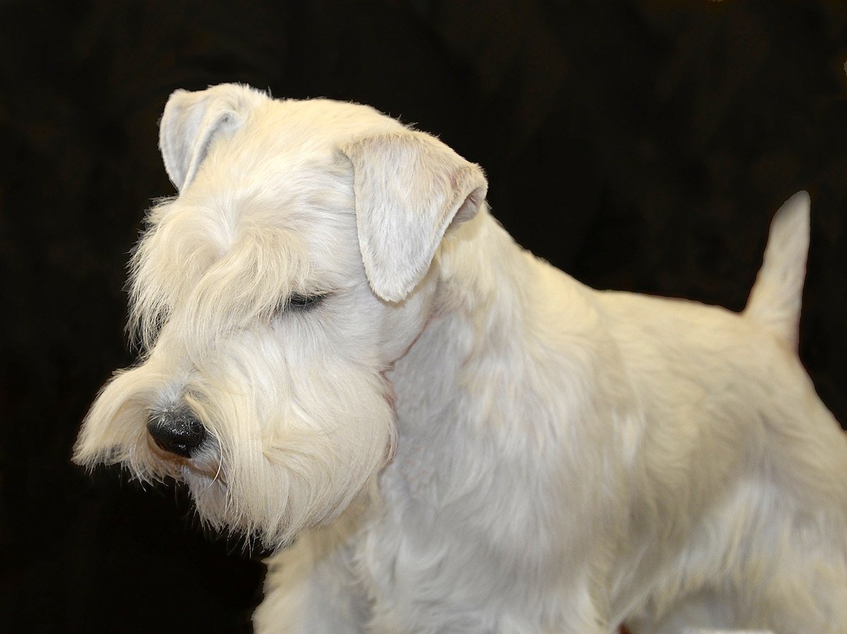 Вест хайленд Уайт терьер акварелью