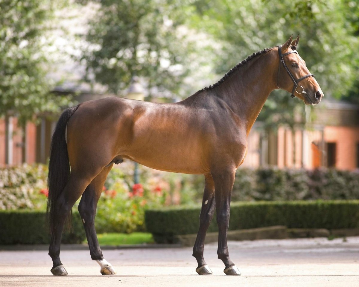 Лошади тракененской породы Эстетика
