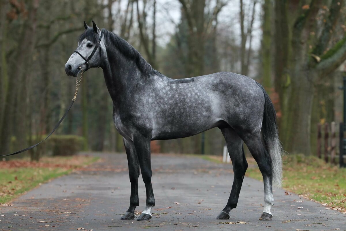 Ярослав Колобаев лошади