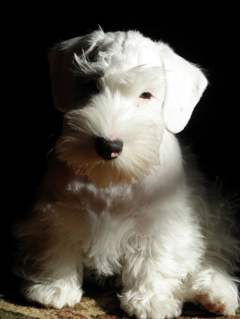 Силихем терьер с днем рождения