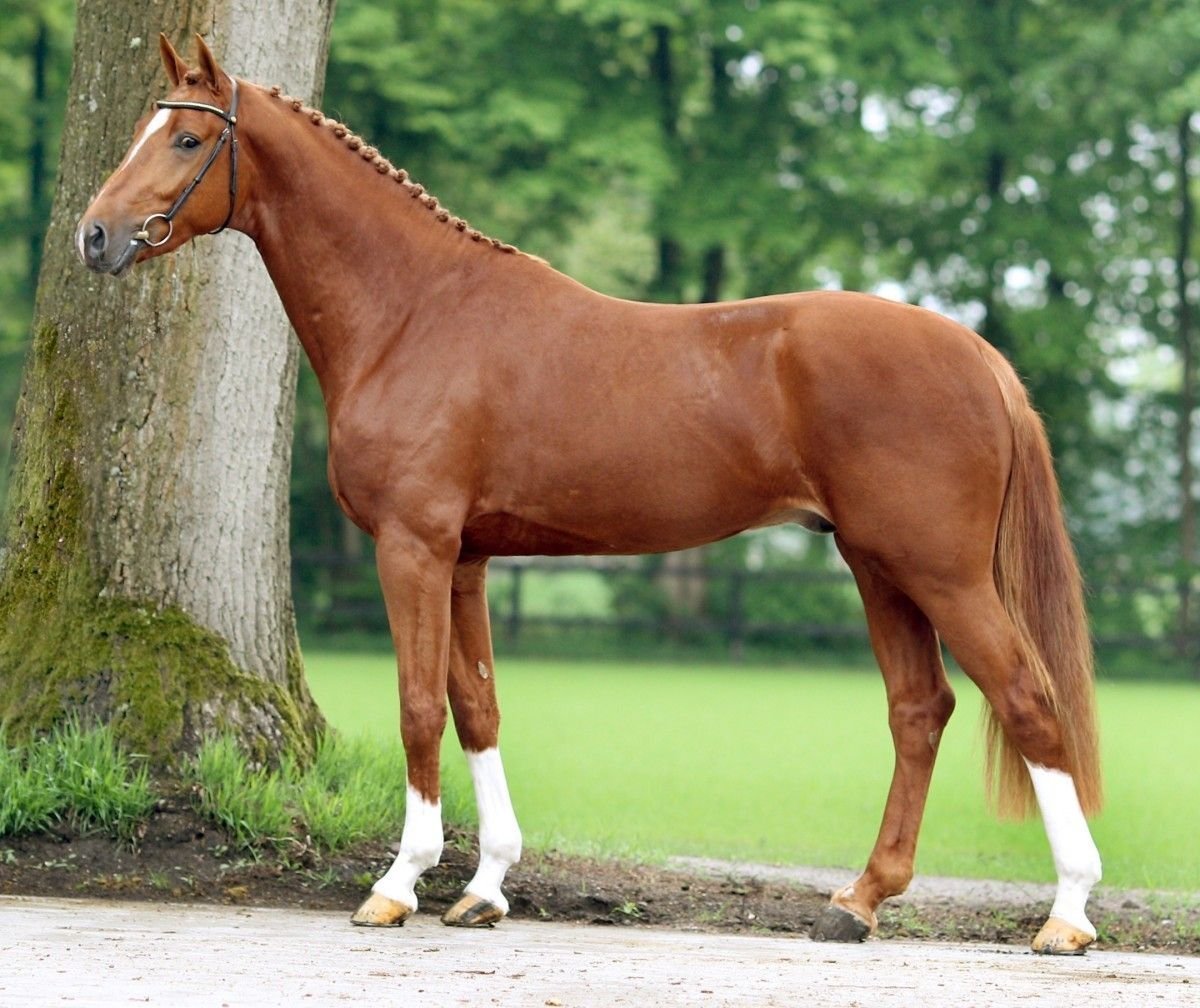 Лошадь породы Мустанг