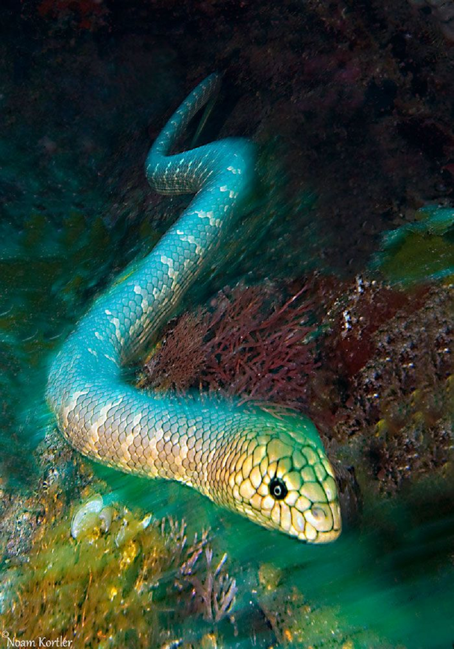 Морская змея мурена. Кольчатая водяная Кобра. Морской Крайт змея. Мурена гадюка.