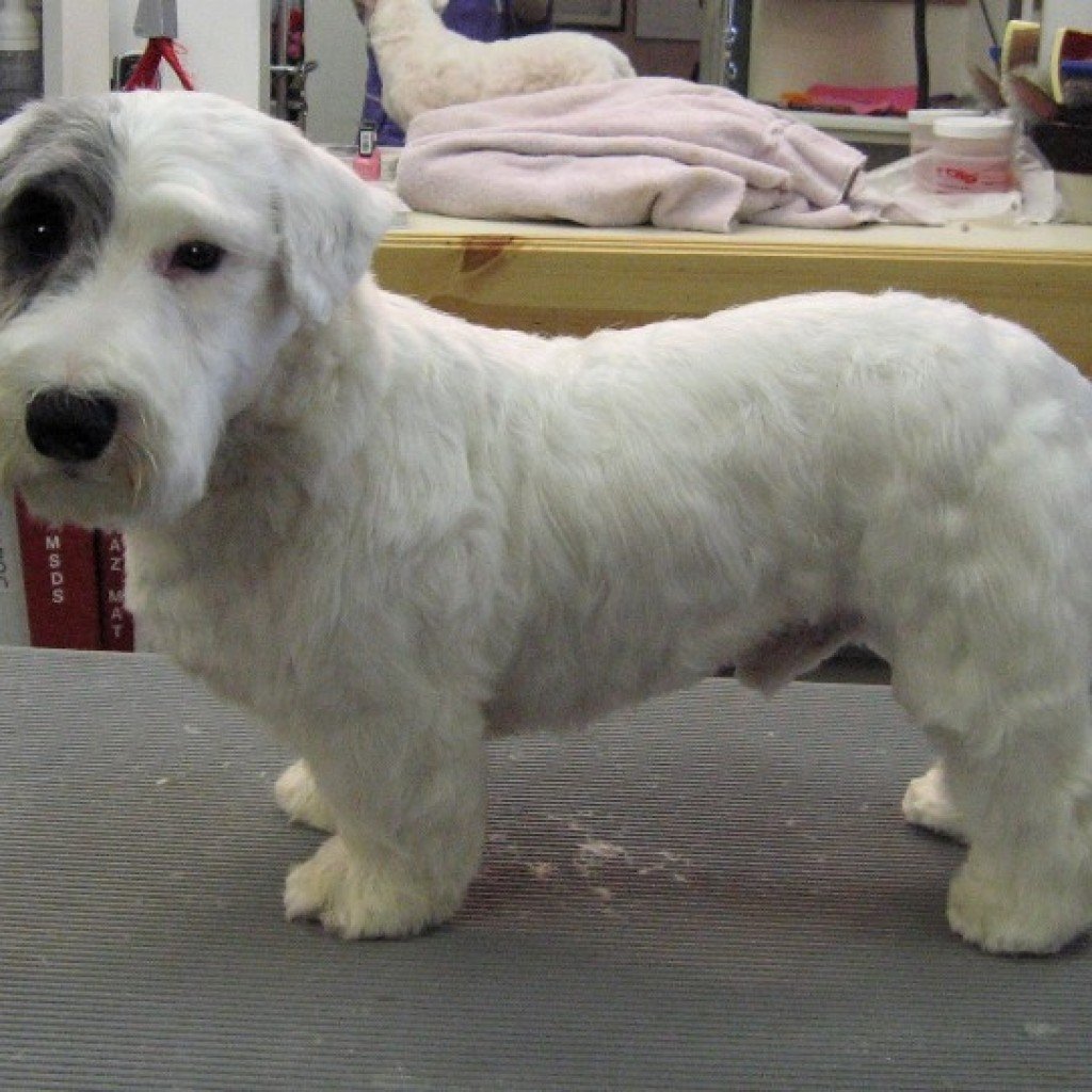 Терьер на белом фоне