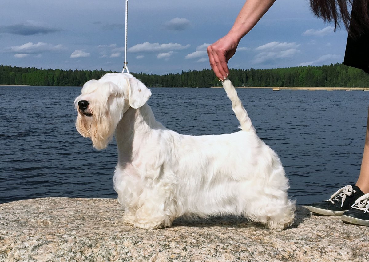 Силихем терьер пшеничный