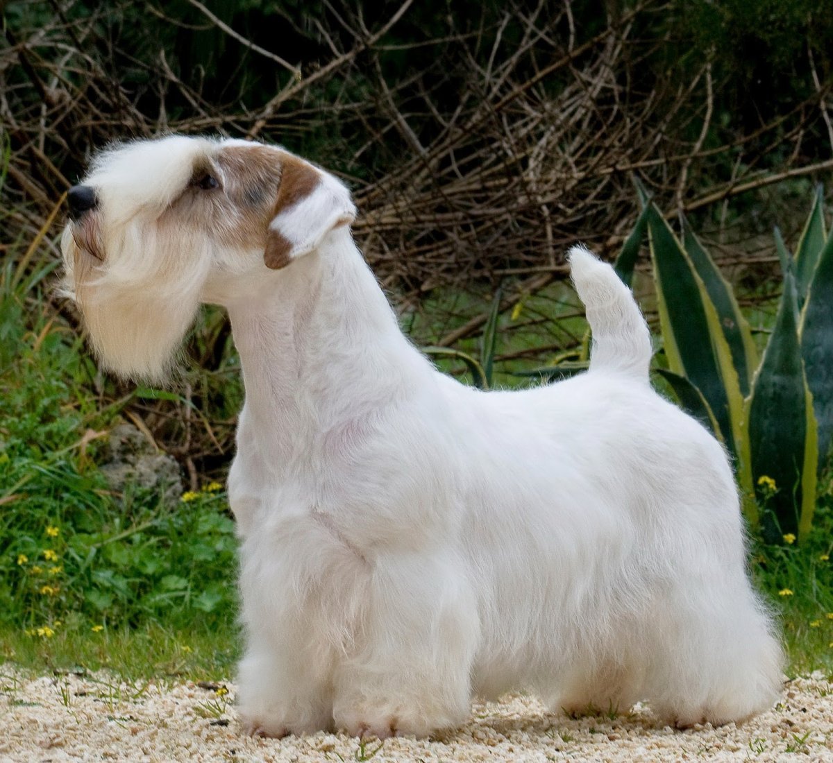 Груминг Силихем терьера