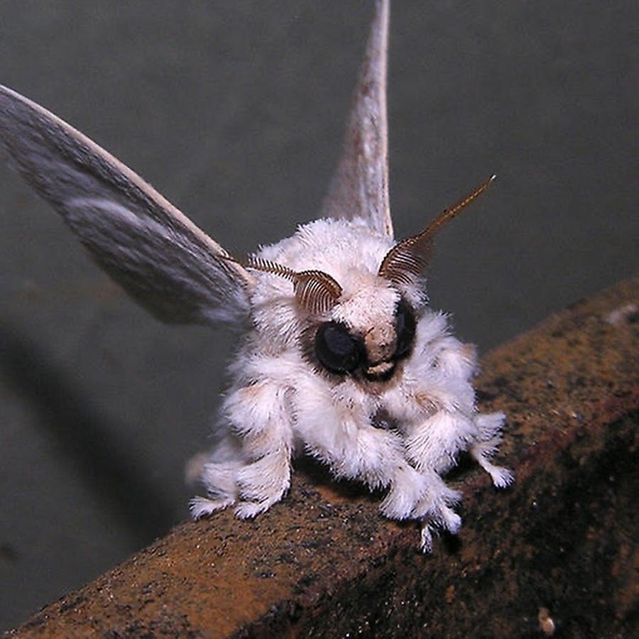 Мотылёк Dryocampa rubicunda.