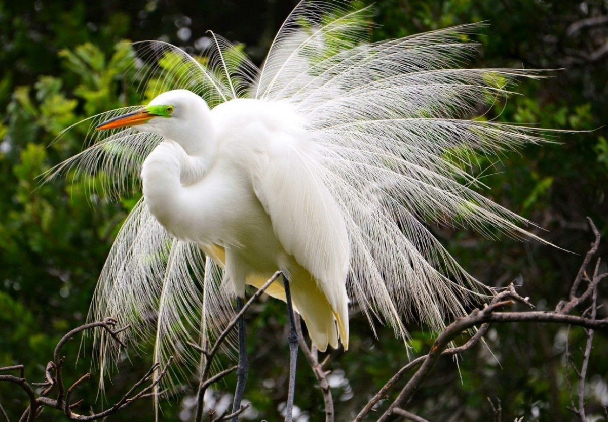 Пуэрториканский изумрудный Колибри