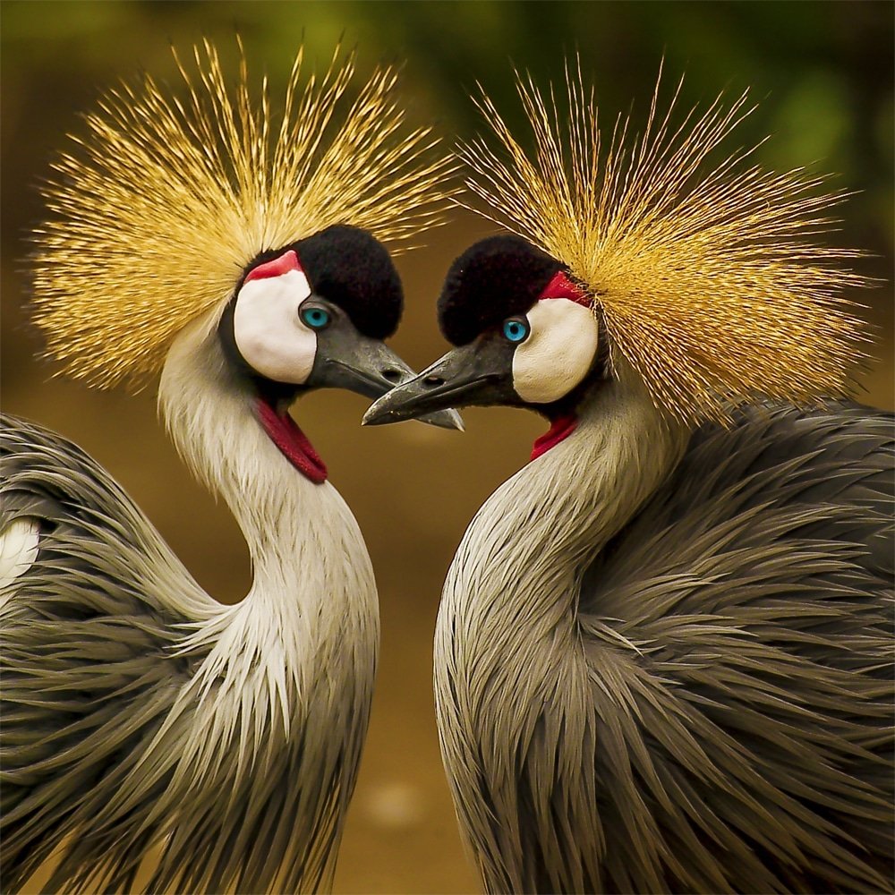 Венценосный журавль