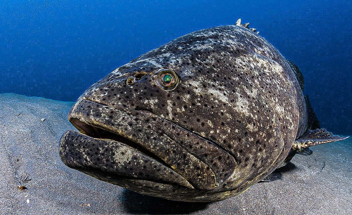 Атлантический гигантский Групер