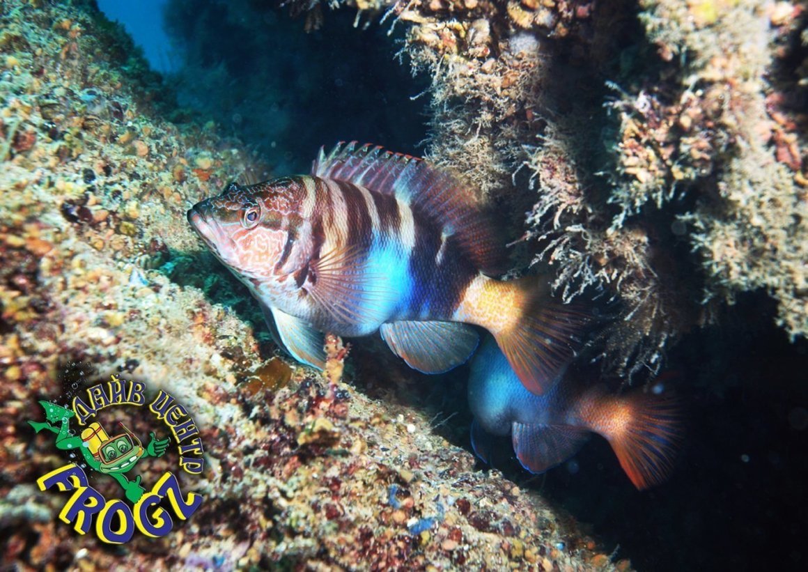 Каменный окунь-Зебра Serranus Scriba