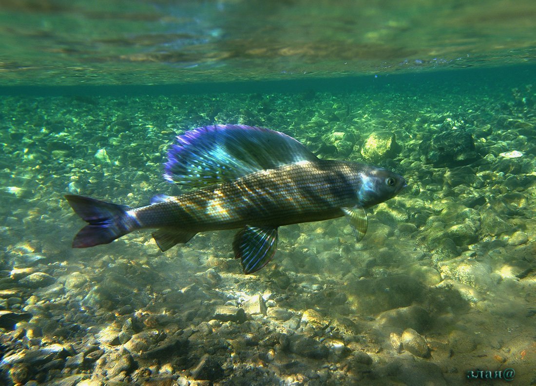 Белый каменный окунь