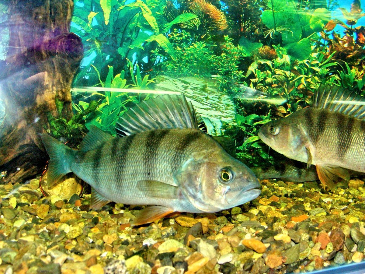 Черноморская скорпена-ёрш