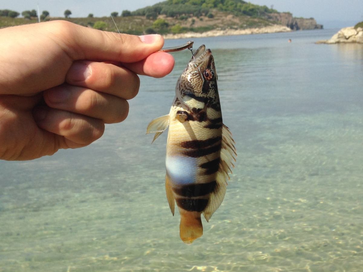 Кто ест окуня