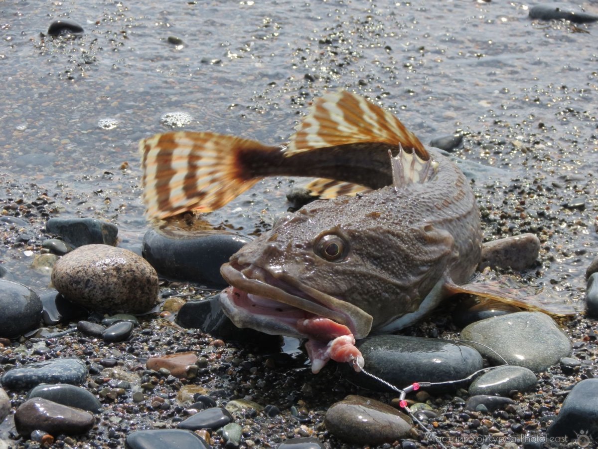 Чилийский каменный окунь