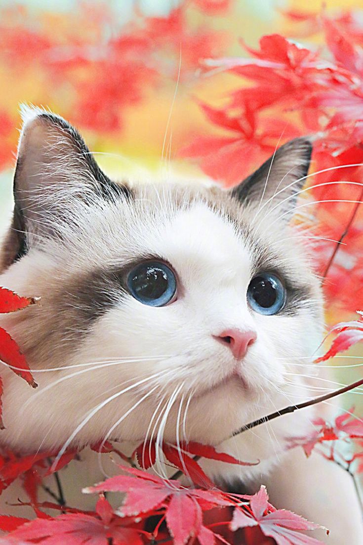 Милая кошка