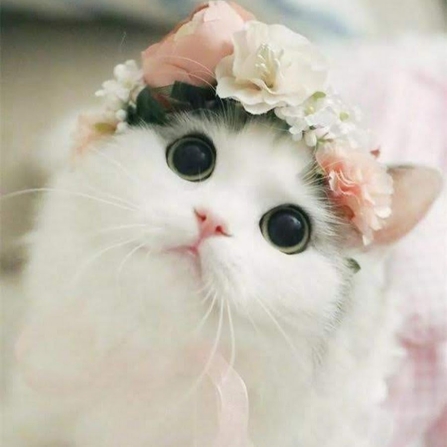 Милые котики