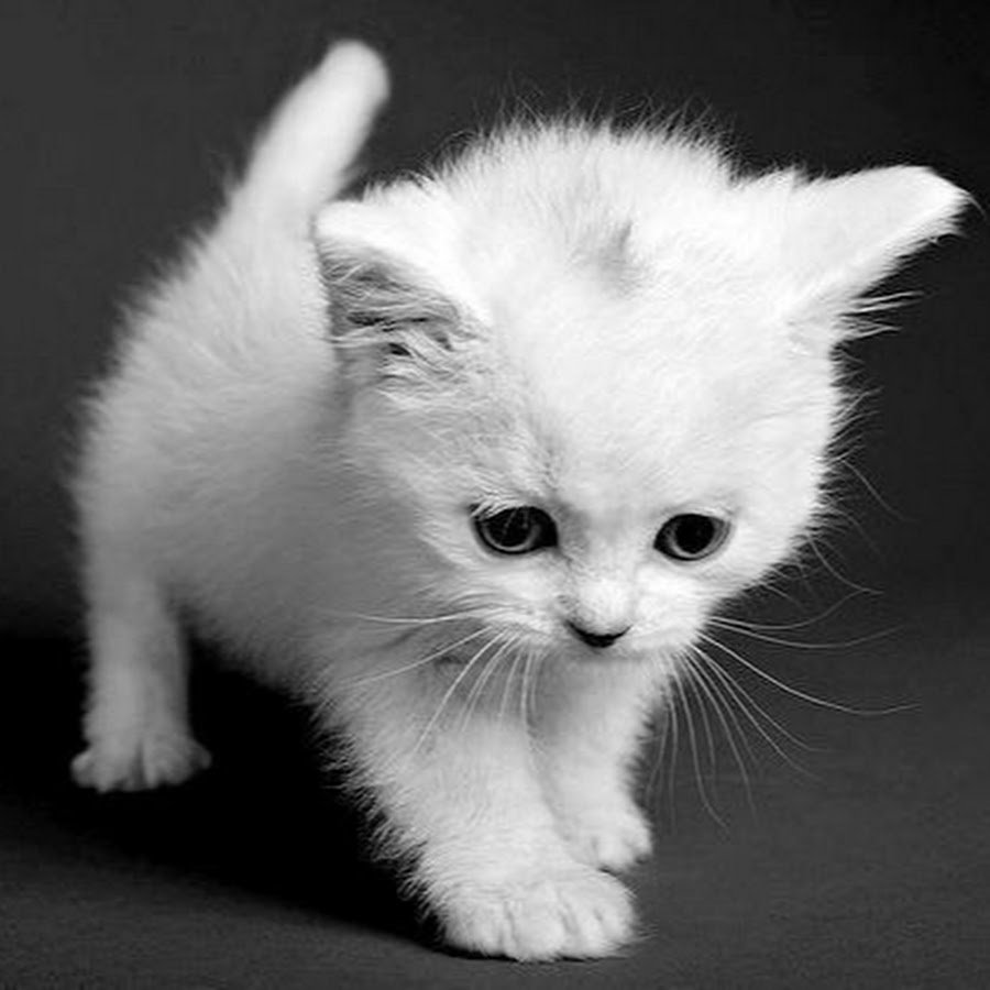 Маленький Беленький котенок