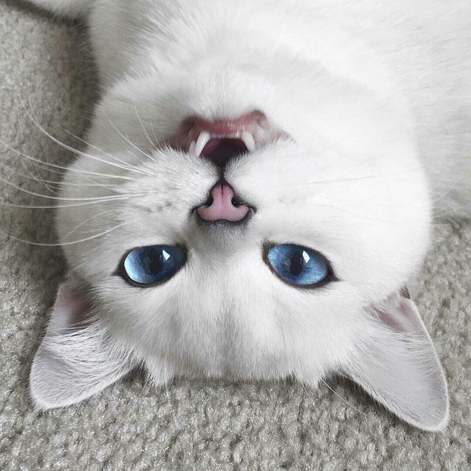 Котенок с красивыми глазами