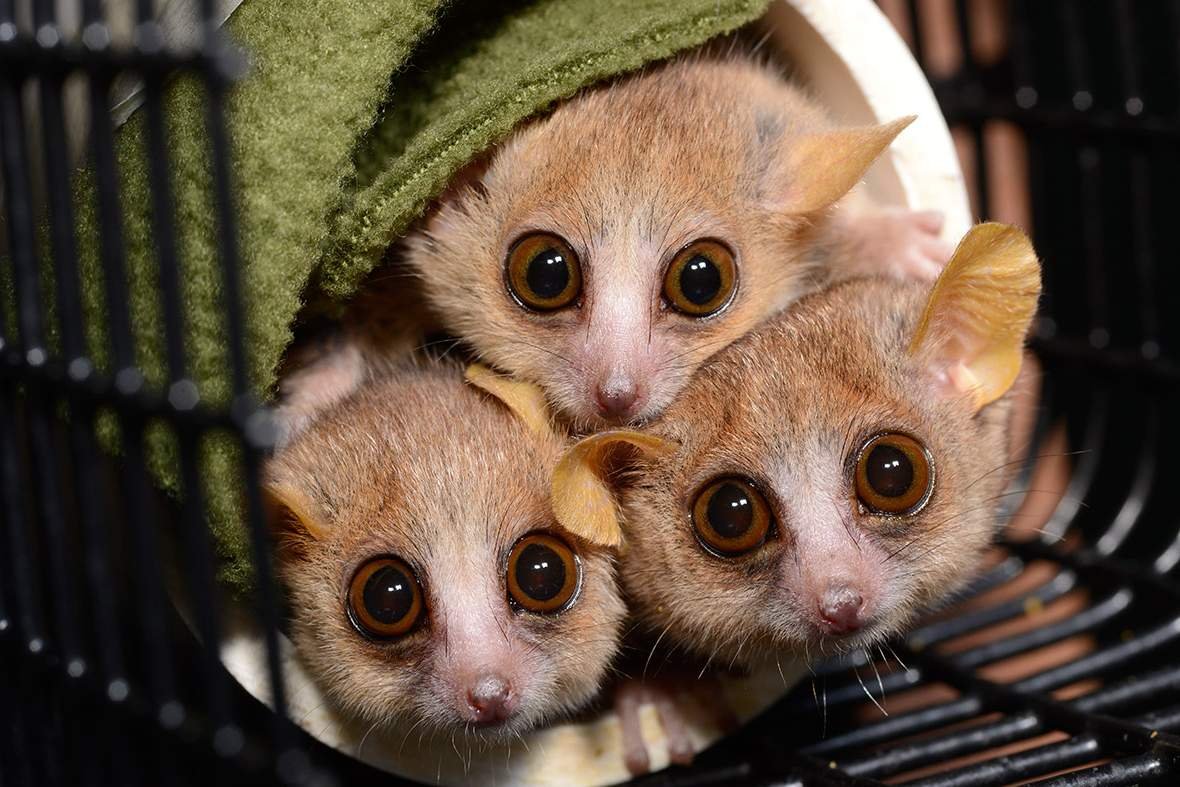 Карликовый лемур Лори