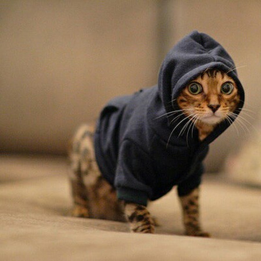 Кот в смокинге