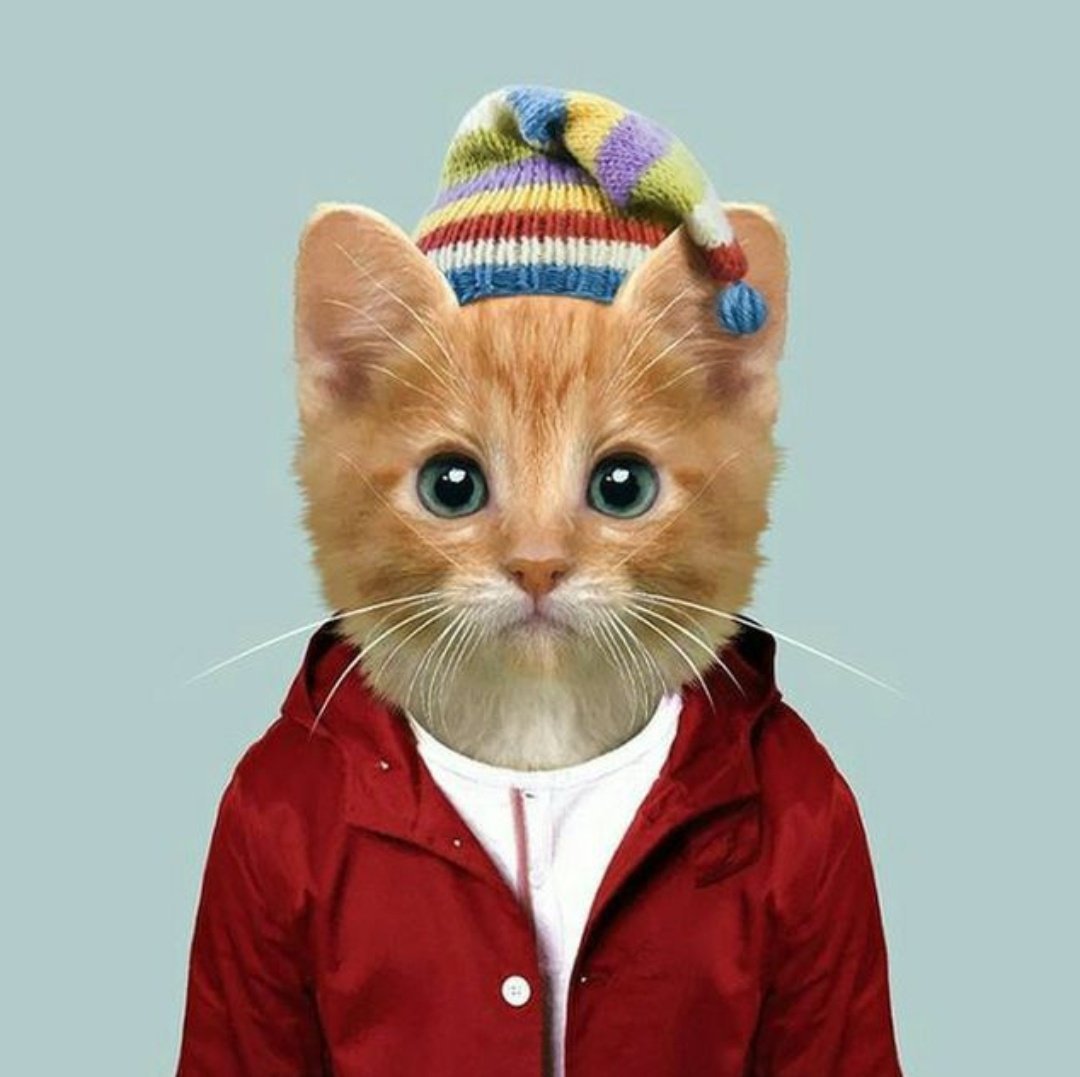 Котик в пледе