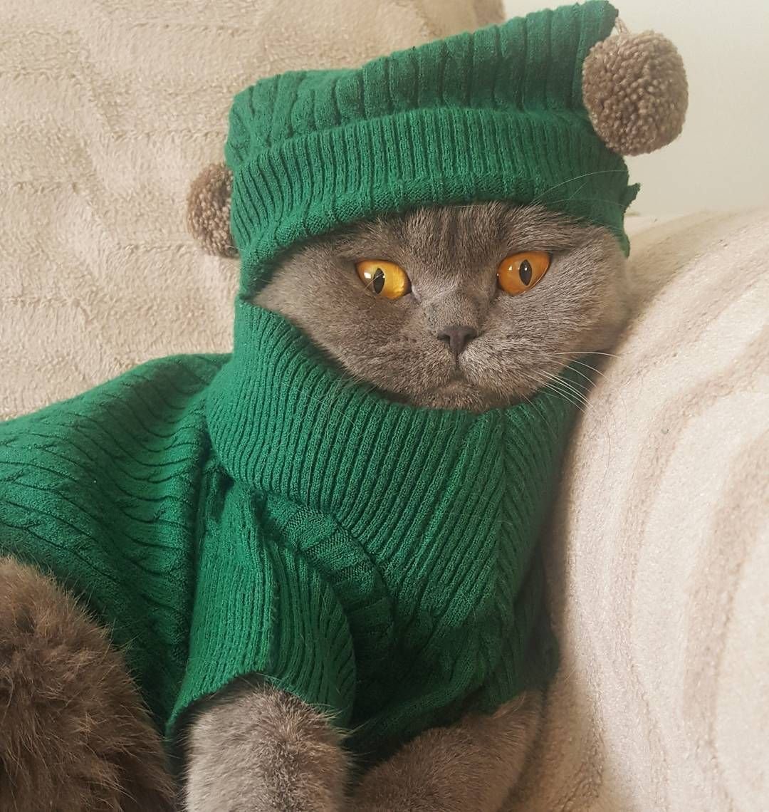 Одежда костюм для кота рыжего