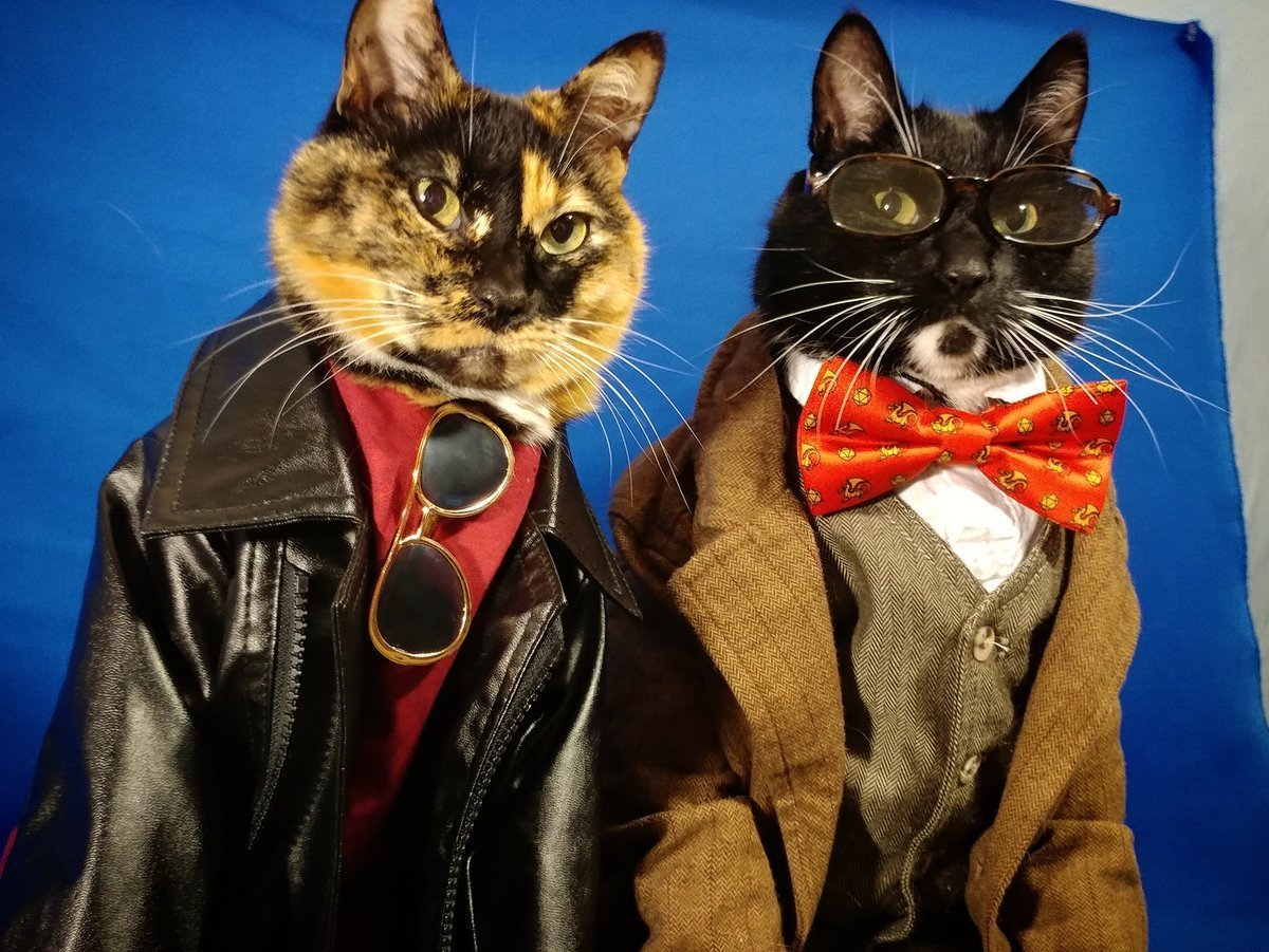 Одежда для кошек