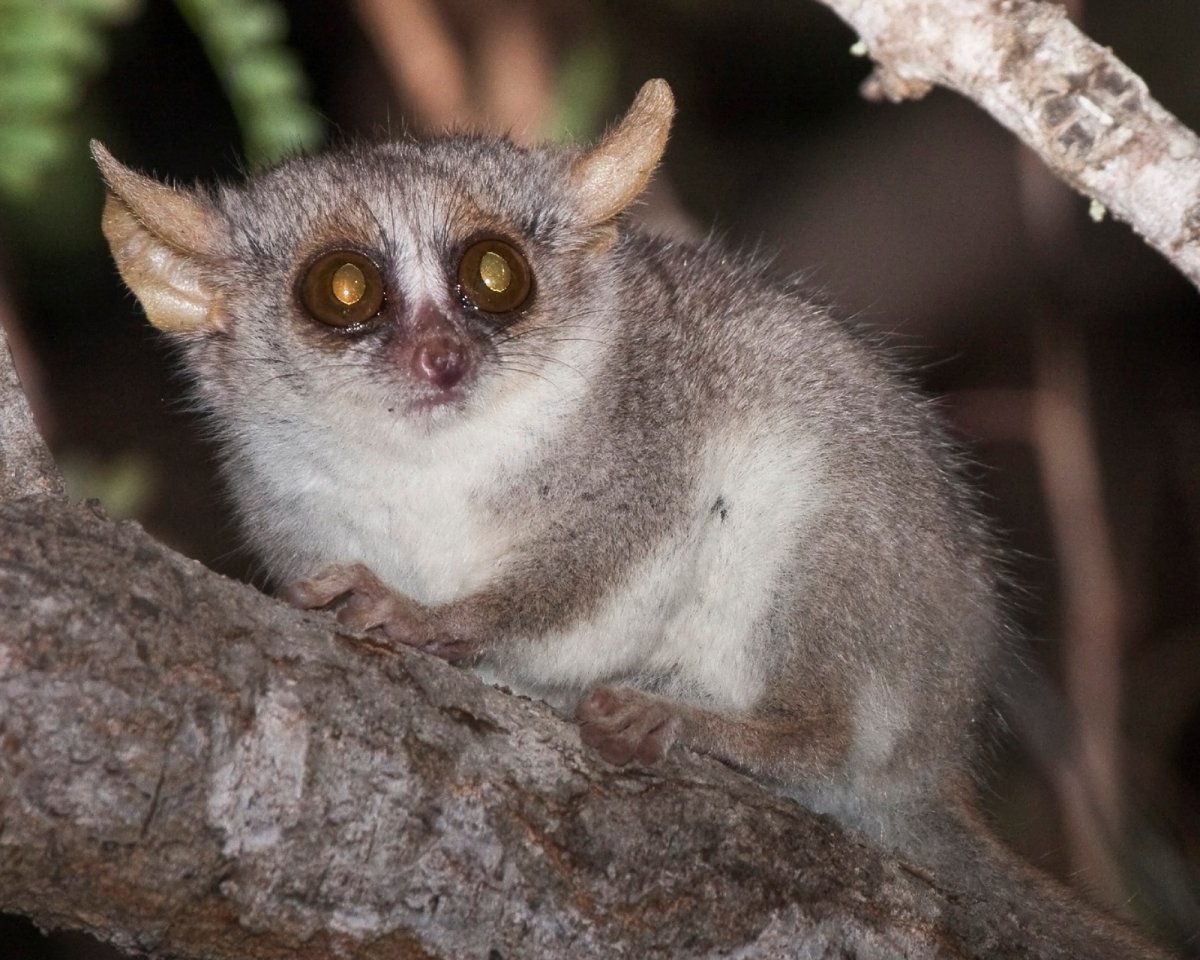 Мышиный лемур Гудмана