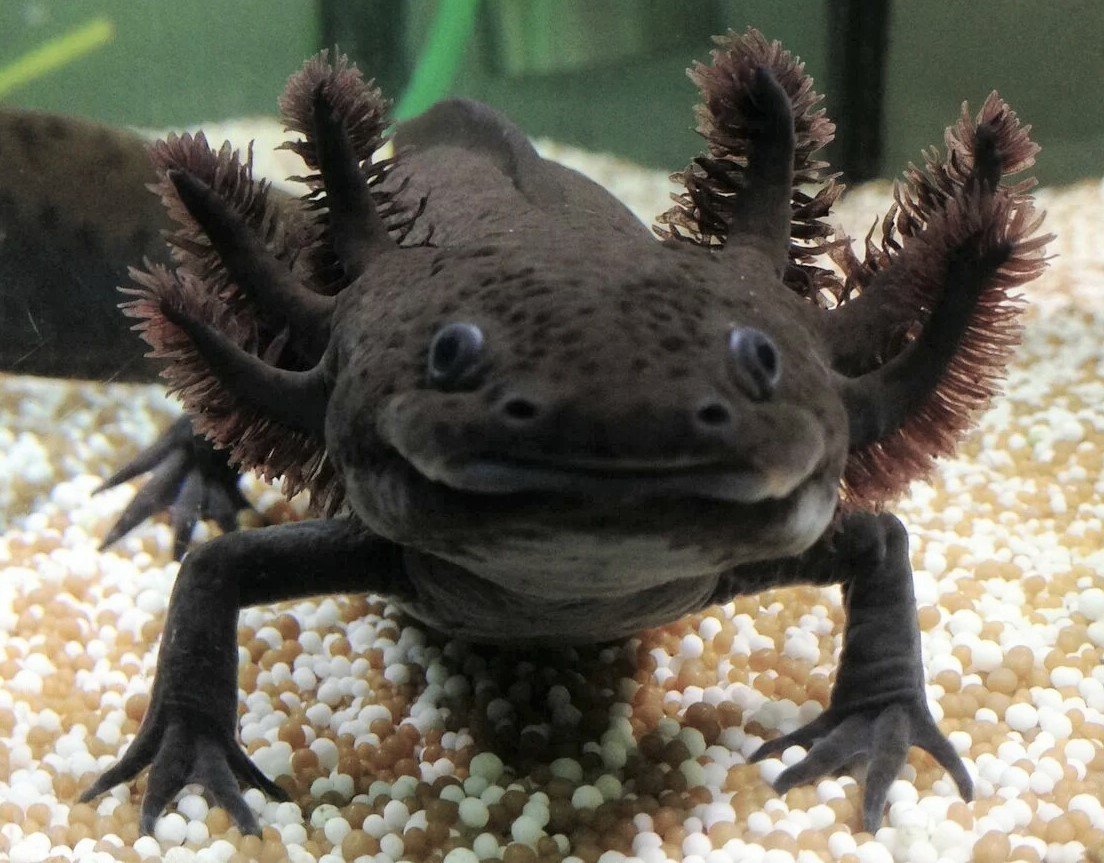 Меланоцет Джонсона