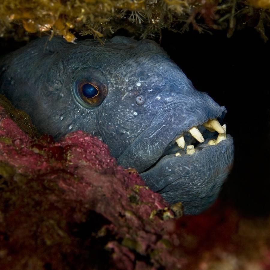 Крокодил Зубастик