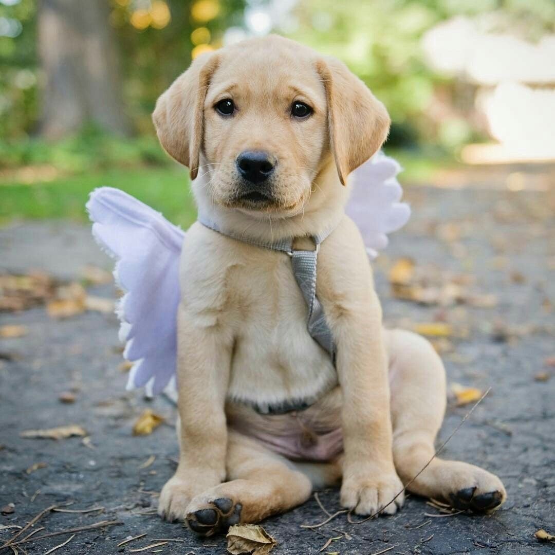 Лабрадор ретривер