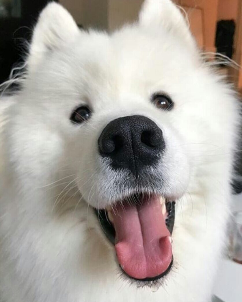 Большие добрые собаки