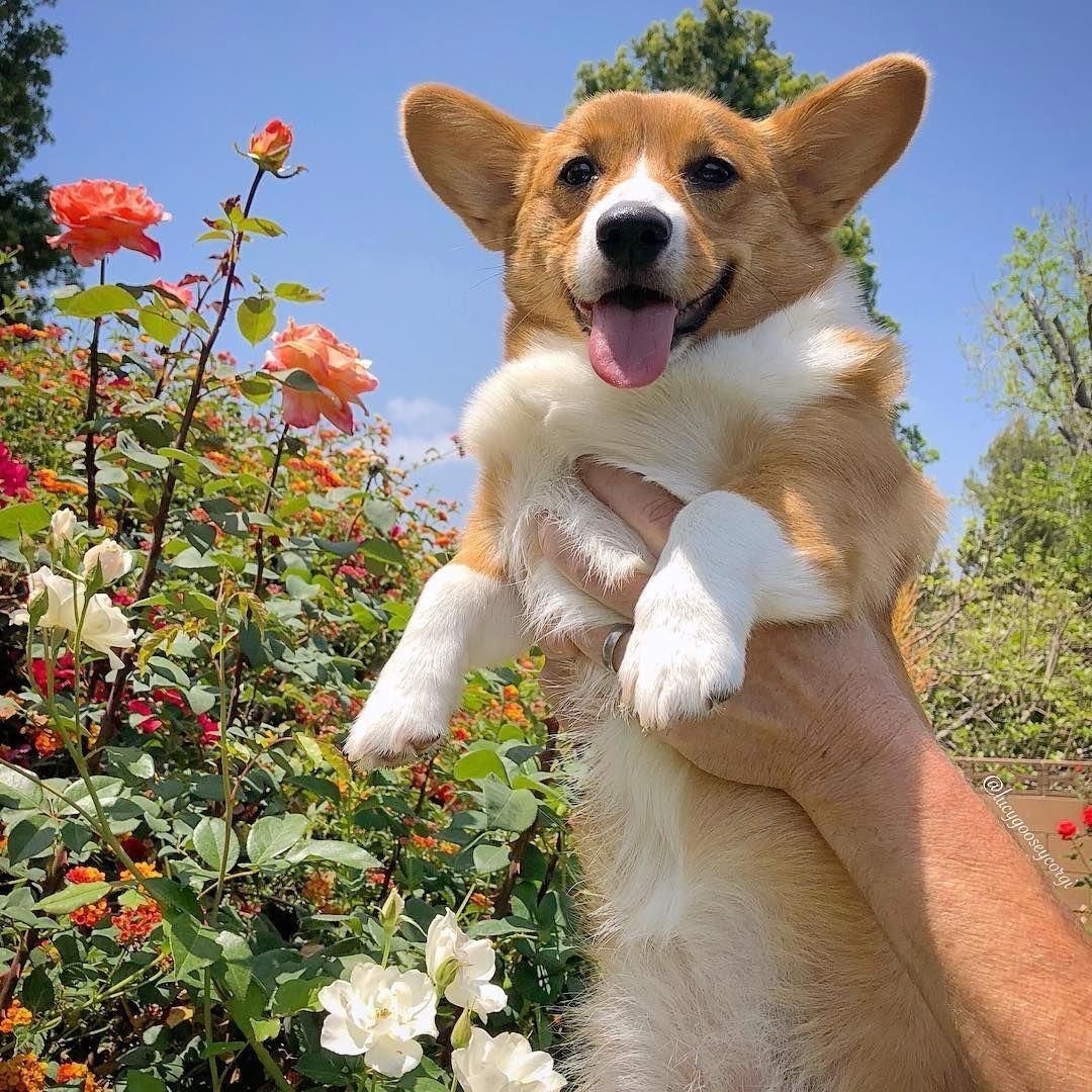 Корги пемброк с цветком