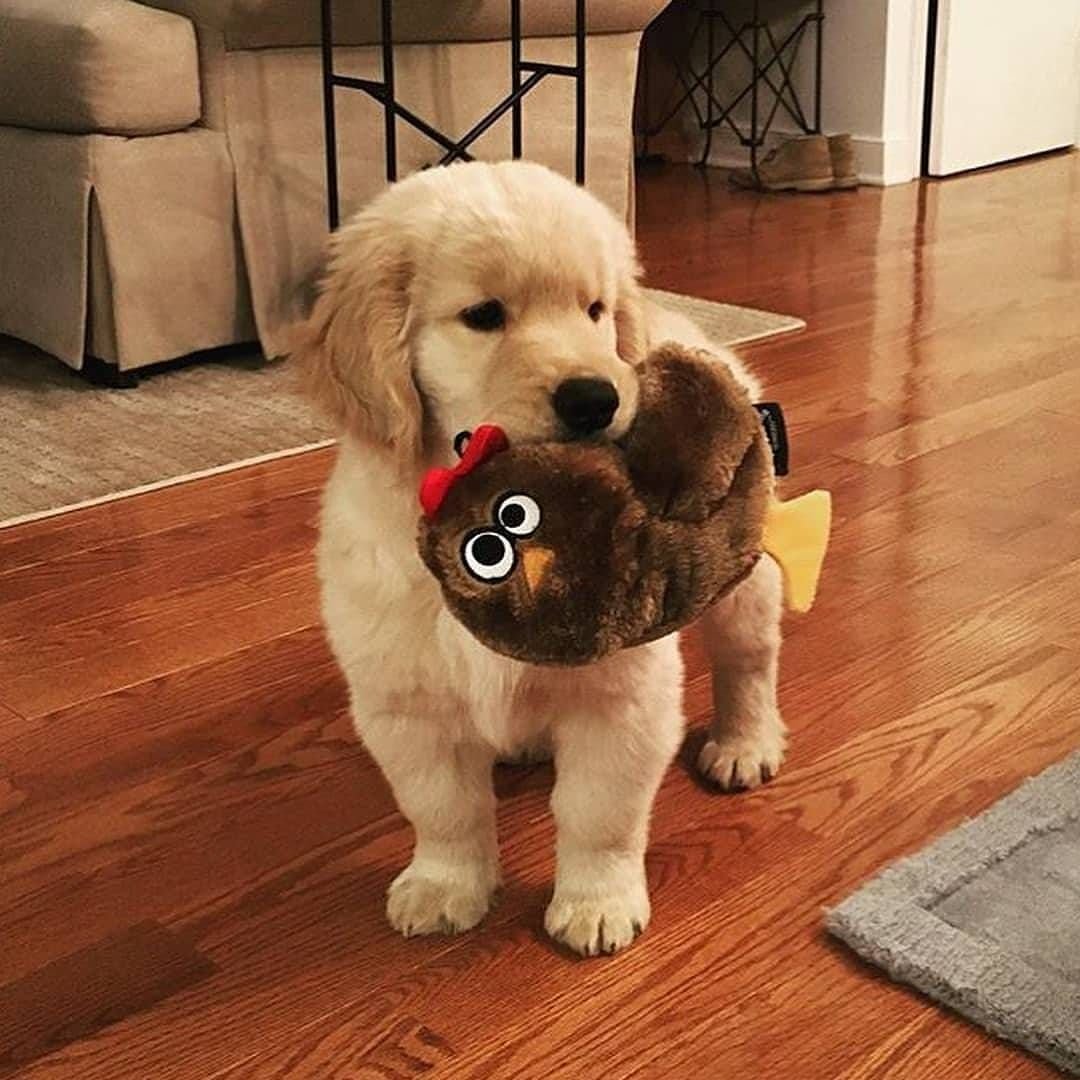 Собачки большие