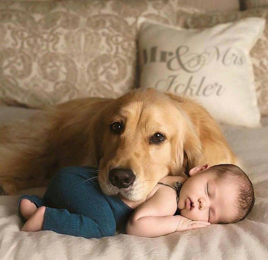 Золотистый лабрадор нянька