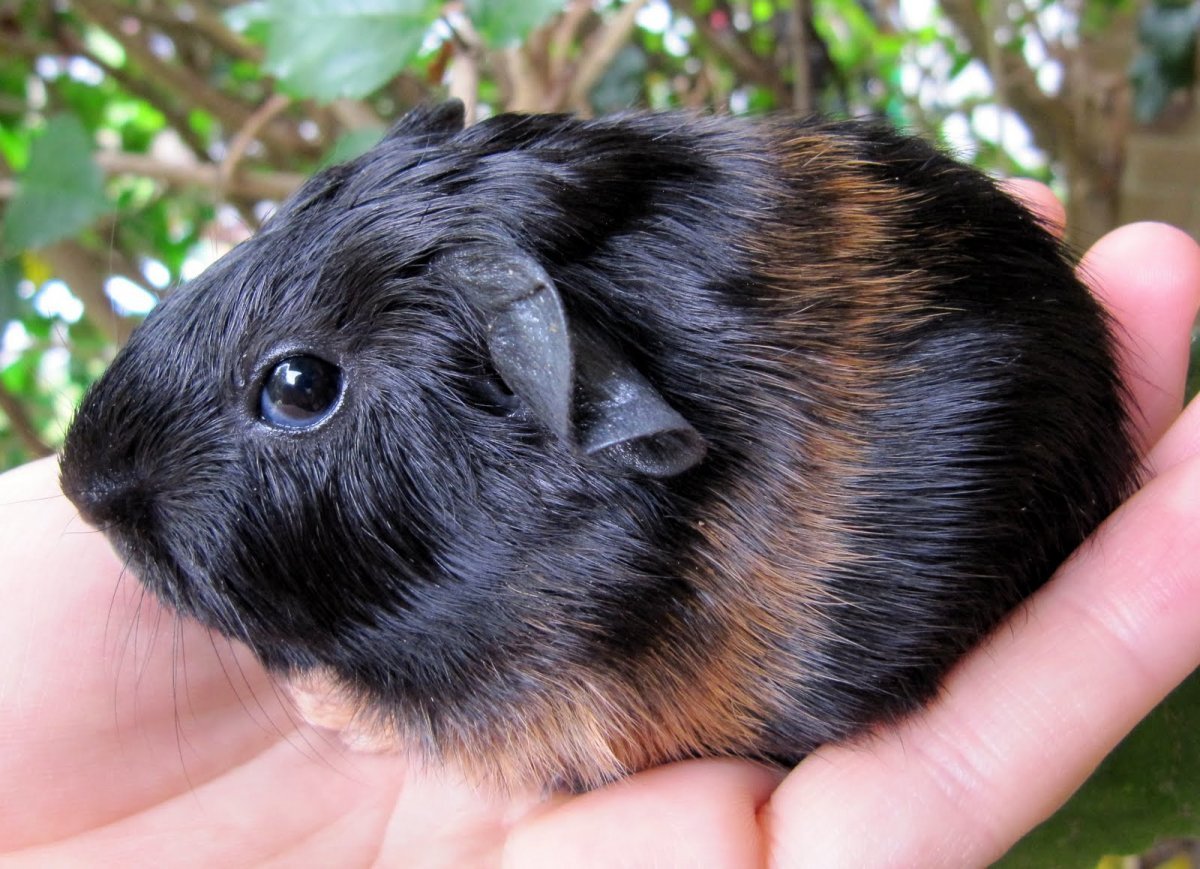 Морская Свинка короткошерстная