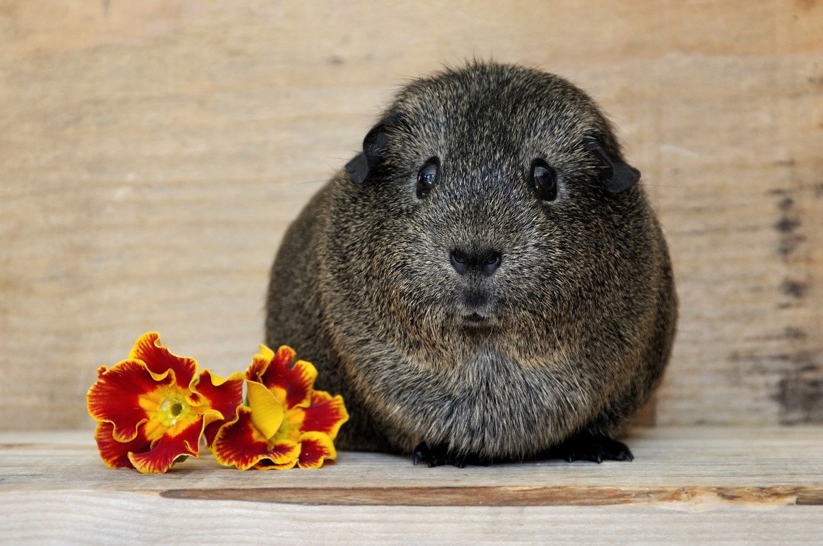 Морская Свинка черная