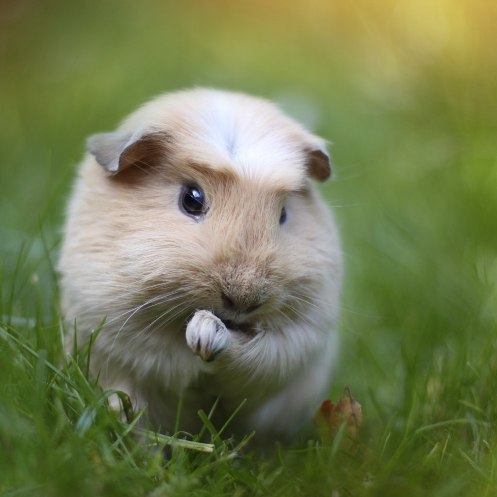 Морские свинки