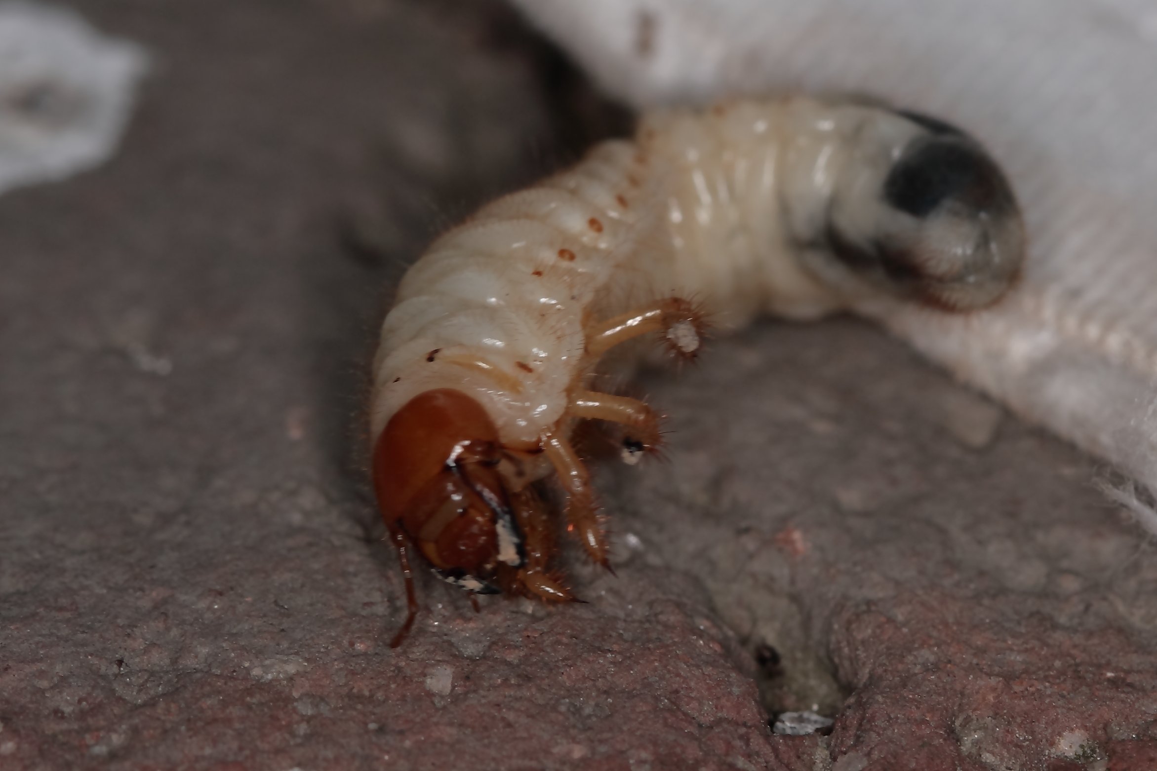 Майский жук личинка фото. Хрущ Жук личинка. Личинка хруща майского. Белая личинка майского жука. Проволочник личинки майского жука.