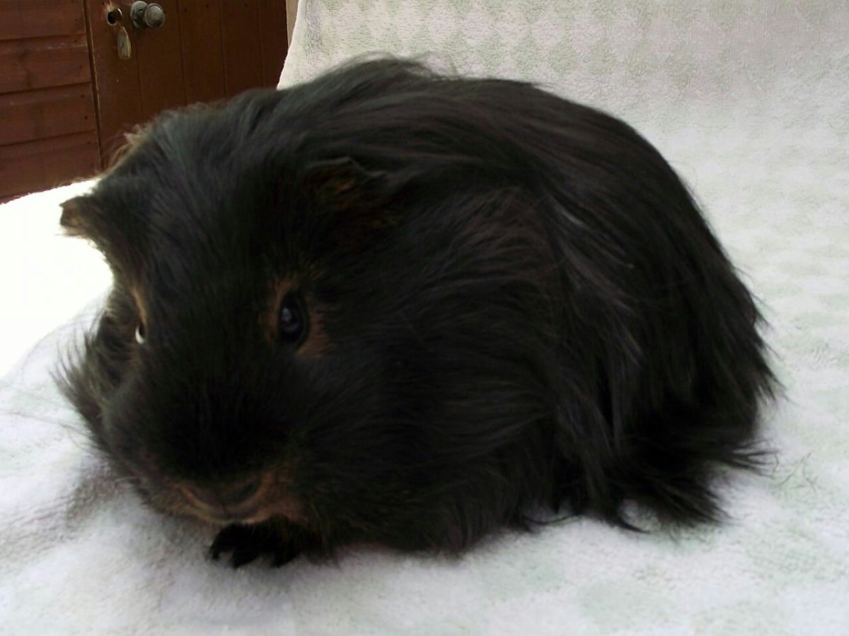 Морская Свинка Санта Клаус