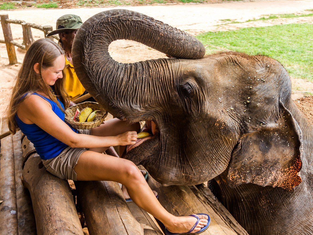 Девушка на хоботе слона