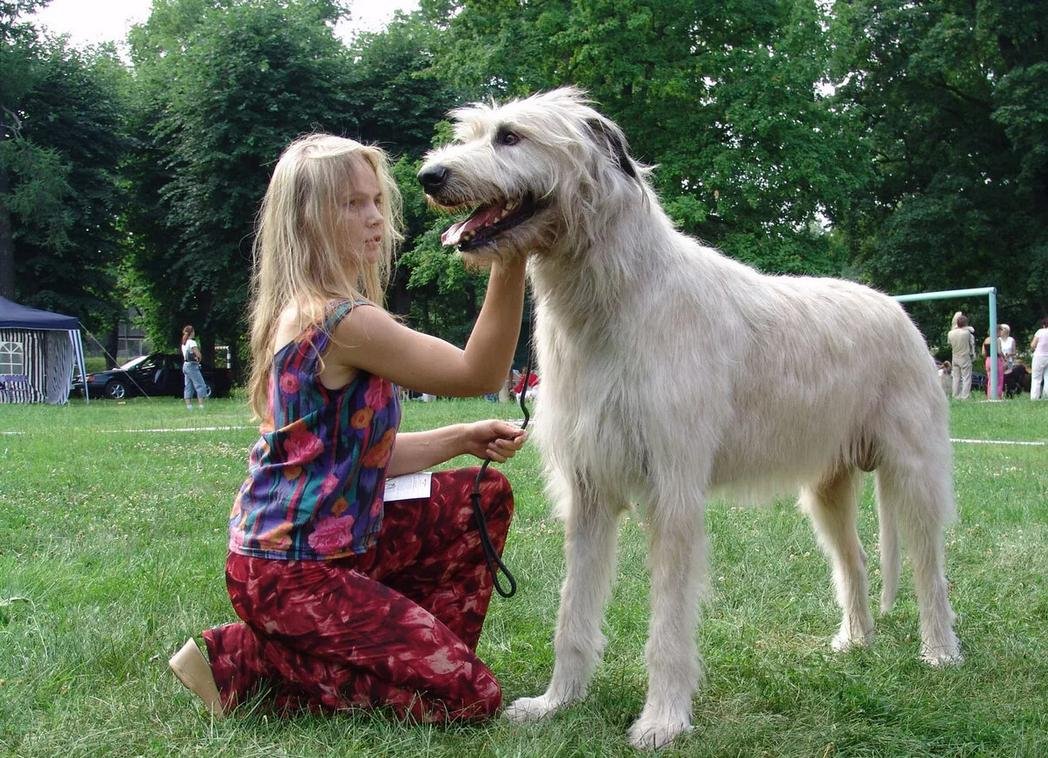 Ирландский волкодав и волк