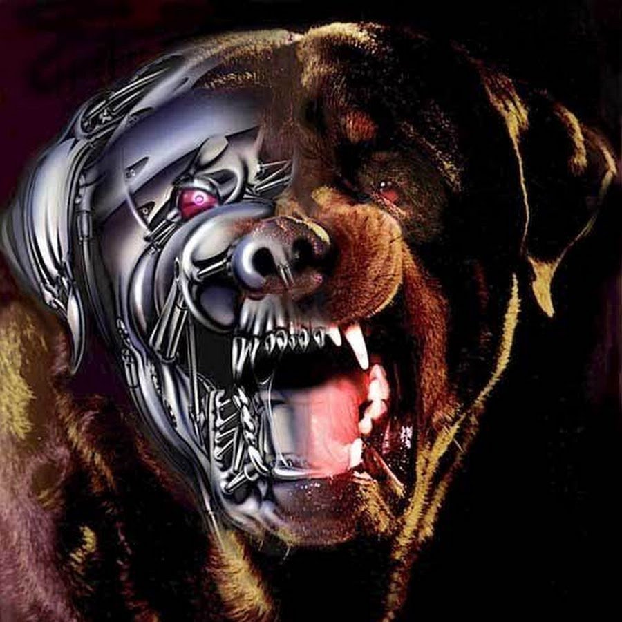 Ротвейлер собака серая