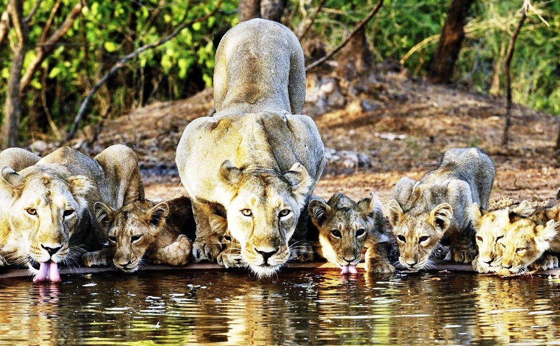 Индийский слон в Индии