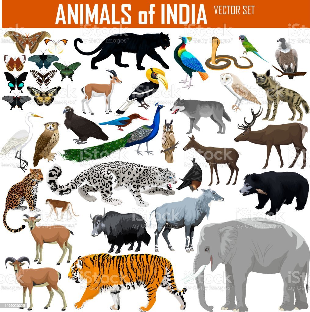 Животные Индии плакат