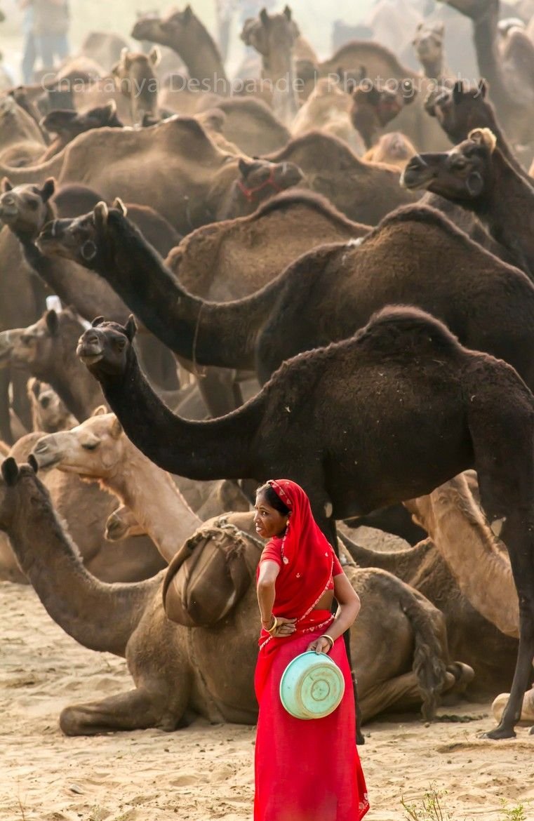 Индийский верблюд