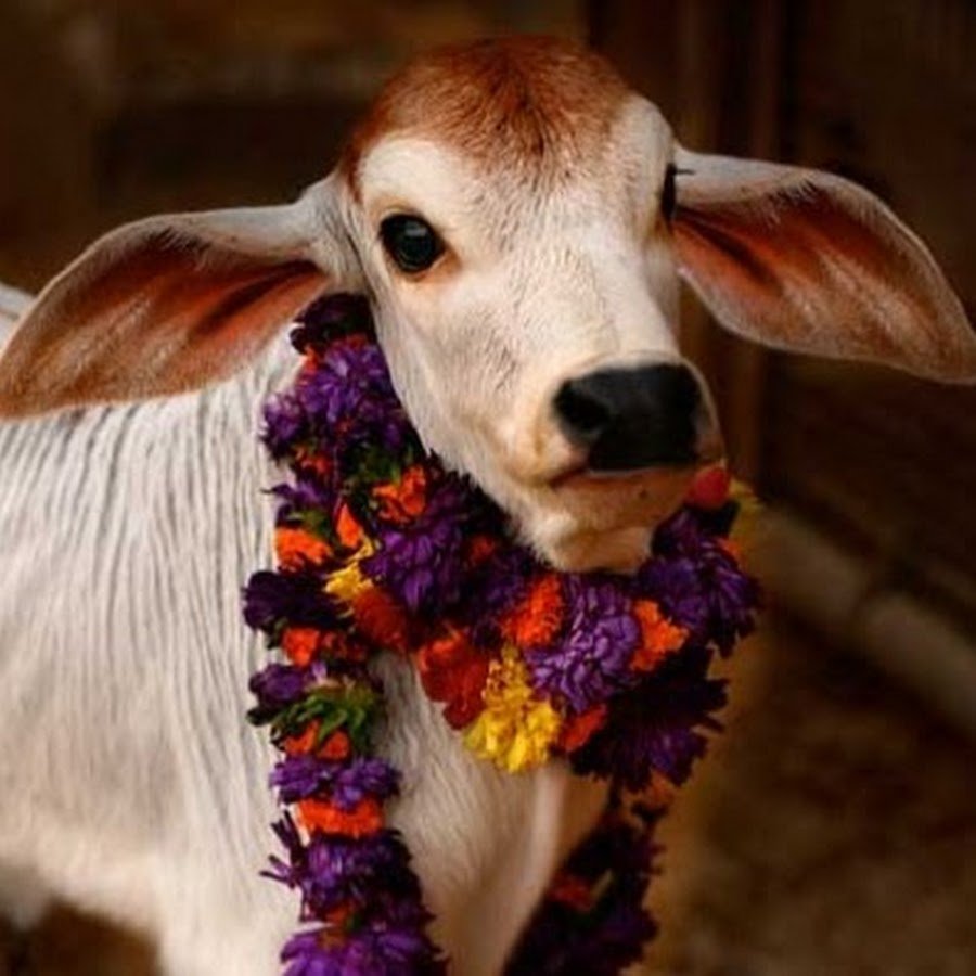 Телёнок в Индии белый