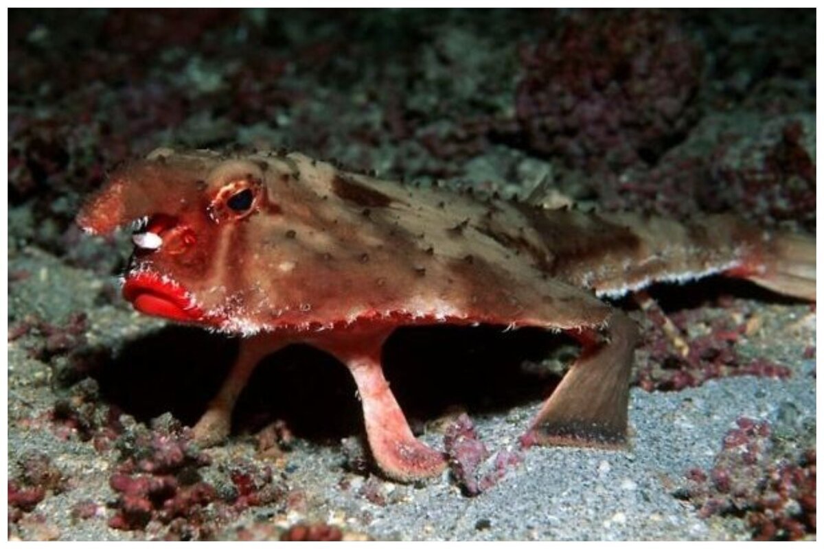 Рыба нетопырь короткокрылый