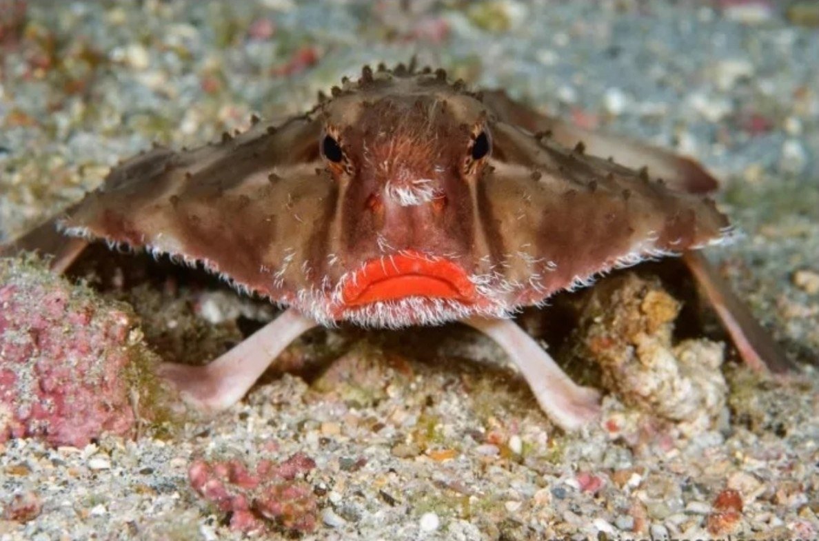 Нетопырь короткорылый рыба