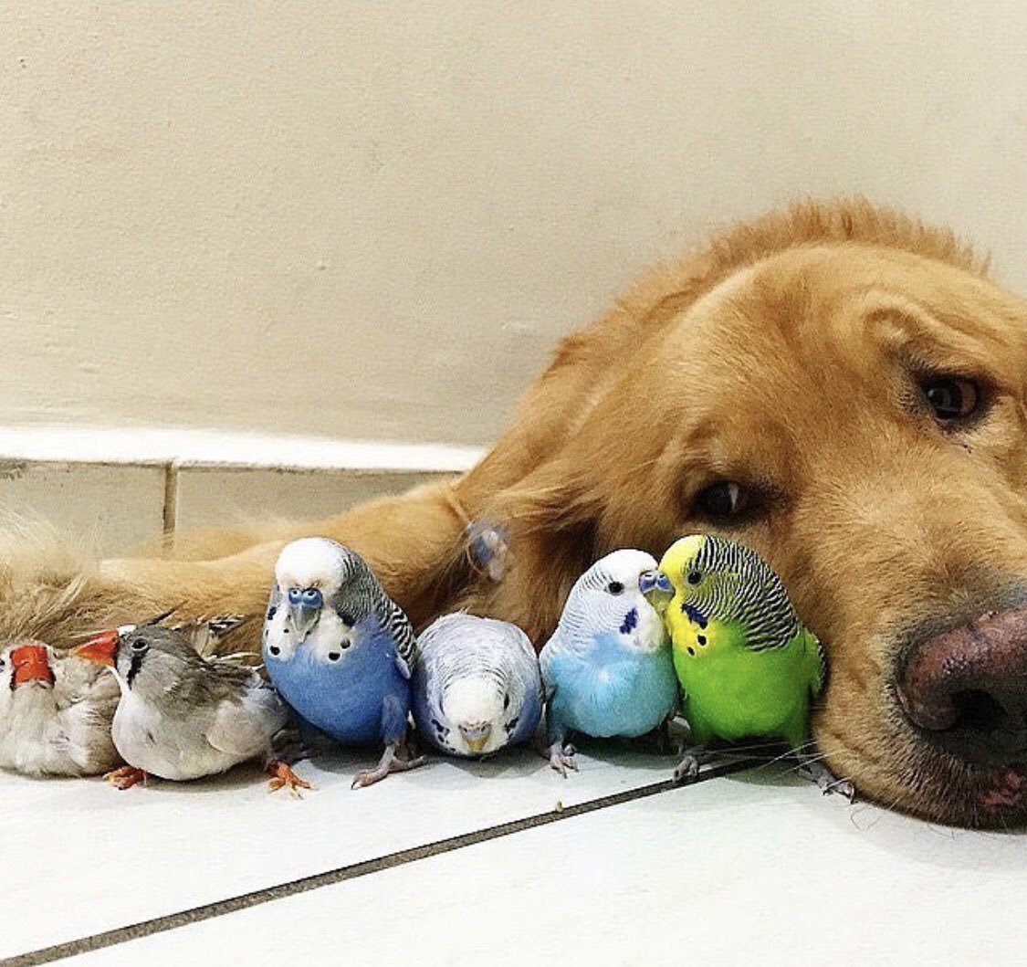 Дружелюбные животные